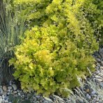Heuchera hybridná (Heuchera hybrida) ´LIME MARMELADE´® - kont. C1L